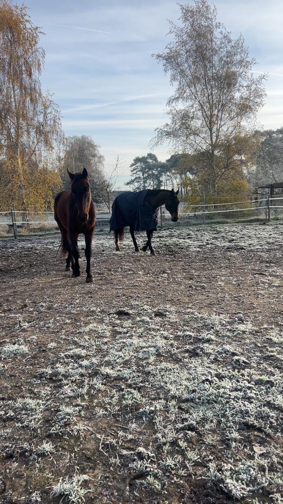 halve stal/ verzorg paarden, Animaux & Accessoires, Box & Pâturages