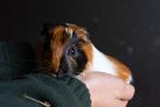 cavia, Dieren en Toebehoren, Knaagdieren, Meerdere dieren, Cavia, Tam