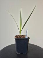 Brahea armata, Jardin & Terrasse, Plantes | Jardin, Enlèvement ou Envoi, Plante fixe, Plein soleil