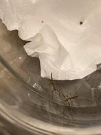 4 baby wandelende takken, Dieren en Toebehoren, Insecten en Spinnen, Wandelende tak