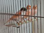 Harlekijn kanaries., Dieren en Toebehoren