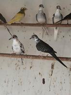Bonte diamand duiven, Dieren en Toebehoren, Vogels | Overige Vogels