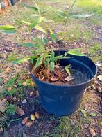 Bamboe plant snelgroeiende!, Tuin en Terras, Ophalen, Bloeit niet, Vaste plant, Overige soorten