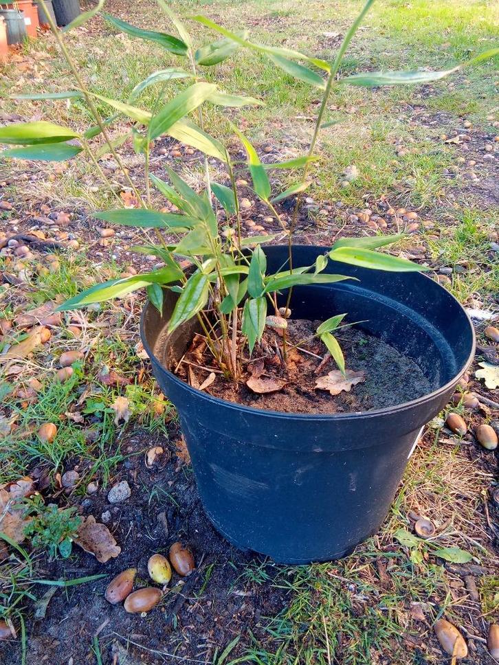 Bamboe plant snelgroeiende!, Tuin en Terras, Planten | Tuinplanten, Vaste plant, Overige soorten, Bloeit niet, Ophalen