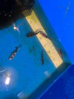 Jonge europese koi’s, Dieren en Toebehoren