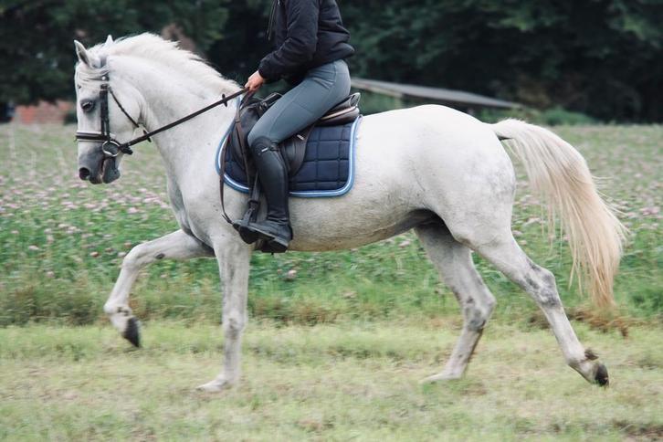 Halve stal gezocht!, Dieren en Toebehoren, Paarden, Meerdere dieren