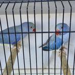 Halsband parkieten, Meerdere dieren, Parkiet, Geringd