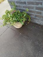 bloempot  handtasmodel met planten  , 35 cm HOOG, Tuin en Terras, Planten | Tuinplanten, Ophalen