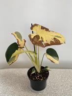 Zeldzame Monstera Deliciosa Pom Pom variegata, Huis en Inrichting, Kamerplanten, Ophalen of Verzenden