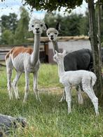 Bonte alpaca merrie stamboek met wit hengstveulen an de voet, Augustus, Meerdere dieren