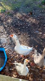 Gratis ganzen, Dieren en Toebehoren, Meerdere dieren, Gans of Zwaan