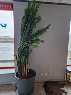 Euphorbia, Enlèvement