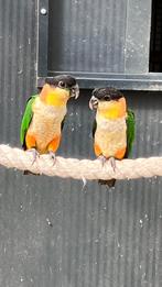 Koppel zwartkop caique 2025, Meerdere dieren, Papegaai, Geringd