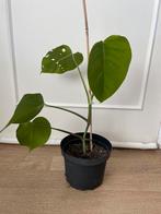 Monstera variegata (plant 3), Enlèvement