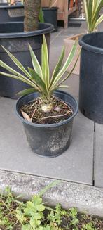 Yucca Gloriosa Variegata, Jardin & Terrasse, Plantes | Jardin, Enlèvement