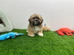 Nestje Lhasa Apso pups, Dieren en Toebehoren, België, Overige rassen, CDV (hondenziekte), 8 tot 15 weken