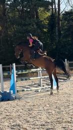 Ruiter aangeboden (pony’s & paarden), Non dressé