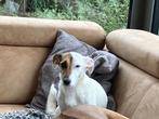 Jack russell pups hoogbenig, Dieren en Toebehoren, België, Particulier, Jack Russell Terriër, 8 tot 15 weken