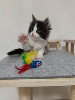 Chaton maine coon avec pédigree, Animaux & Accessoires, Chatte ou Chat, Avec pedigree, 0 à 2 ans