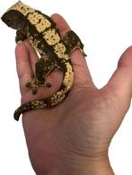 Gecko pour cils, Autres espèces