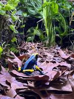 Dendrobates tumucumaque pijlgifkikker, Dieren en Toebehoren, Reptielen en Amfibieën, Amfibie, 0 tot 2 jaar