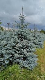 Prachtig lot pungens nordman̈ kerstbomen te koop, Ophalen of Verzenden