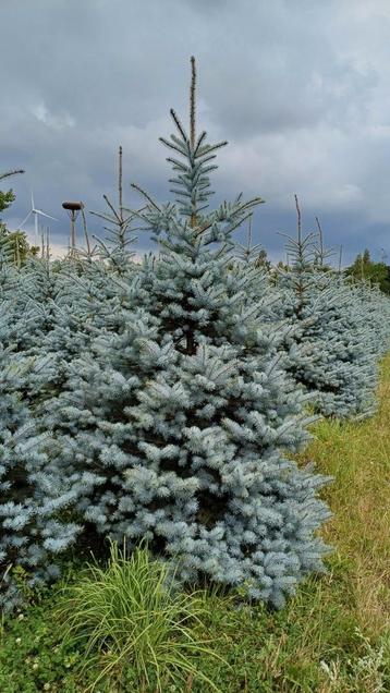 Prachtig lot pungens nordman̈ kerstbomen te koop  beschikbaar voor biedingen