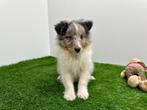 Shetland Sheepdog pups, Dieren en Toebehoren, Honden | Herdershonden en Veedrijvers, Reu, 8 tot 15 weken, CDV (hondenziekte), Meerdere