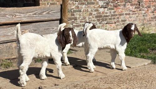 Boergeit Boerbok bok lammeren, Dieren en Toebehoren, Schapen, Geiten en Varkens, Geit, Mannelijk, 0 tot 2 jaar