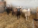 Swifter stamboek ooilammeren, Vrouwelijk, Schaap, 0 tot 2 jaar