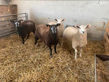 Swifter stamboek ooilammeren, Femelle, Mouton, 0 à 2 ans