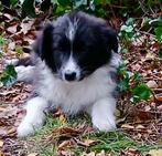 Border collie pups blue merle, blue merle tan en zwart-wit, Dieren en Toebehoren, Honden | Herdershonden en Veedrijvers, België