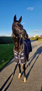 Zeer knappe talentvolle jonge KWPN dressuurmerrie, Dieren en Toebehoren, Paarden, Merrie, Dressuurpaard, Zadelmak, 3 tot 6 jaar