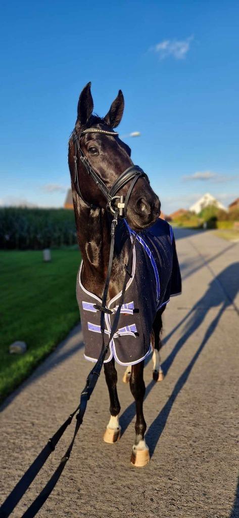 Zeer knappe talentvolle jonge KWPN dressuurmerrie, Dieren en Toebehoren, Paarden, Merrie, Zadelmak, 160 tot 165 cm, 3 tot 6 jaar