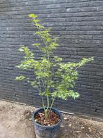 Acer palmatum ‘Going Green’, Tuin en Terras, Ophalen, Winter