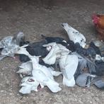 Duif, Dieren en Toebehoren