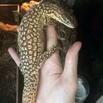 Koppel Varanus acanthurus, Dieren en Toebehoren, Reptielen en Amfibieën, Overige soorten, Tam, 3 tot 6 jaar