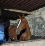 Fokmerrie/gezelschapspaard te koop of adoptie, Dieren en Toebehoren, Merrie, Springpaard, Gechipt, Niet van toepassing