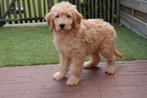 Prachtige medium Goldendoodle pups, Dieren en Toebehoren, België, Overige rassen, CDV (hondenziekte), 8 tot 15 weken