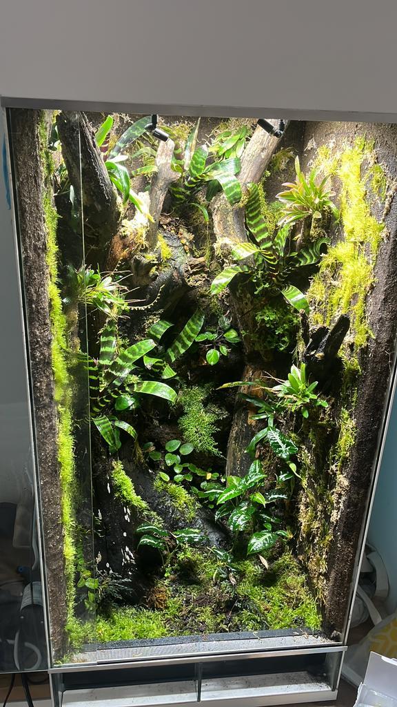 Terrarium of paludarium laten inrichten en maken op maat?, Dieren en Toebehoren, Reptielen en Amfibieën | Toebehoren, Zo goed als nieuw