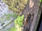 Posthoornslakken, Dieren en Toebehoren, Vissen | Aquariumvissen
