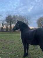 Paarden spulletjes gezocht (regio hoeselt en omstreken), Dieren en Toebehoren