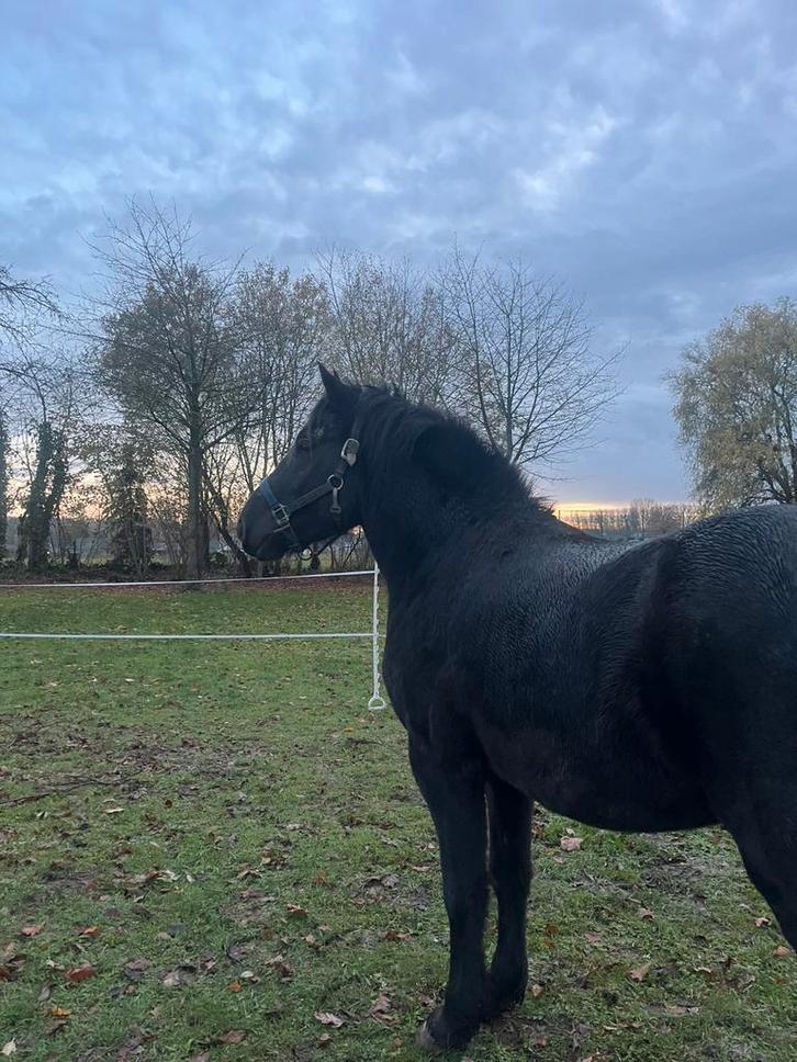 Paarden spulletjes gezocht (regio hoeselt en omstreken), Dieren en Toebehoren, Paarden