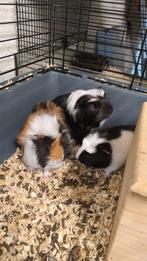 Cavias te koop 10 euro stuk, Dieren en Toebehoren, Knaagdieren, November, Geslacht onbekend, Cavia