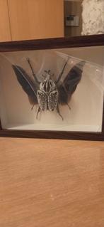 Goliath kever in kader, Verzamelen, Ophalen, Zo goed als nieuw, Insect