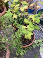 Notelaar+Lavendel+Ribes, Ophalen