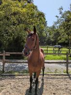 6-jarige merrie te koop, Dieren en Toebehoren, Paarden, Merrie, Springpaard, Gechipt, Zadelmak