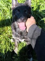 Husky / Duitse herder, België, CDV (hondenziekte), 8 tot 15 weken, Meerdere