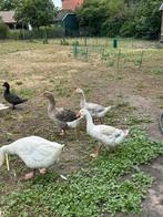 Jonge gans te koop, Dieren en Toebehoren, Geslacht onbekend, Gans of Zwaan