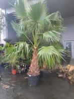 Washingtonia robusta, Tuin en Terras, In pot, Volle zon, Ophalen of Verzenden, Palmboom